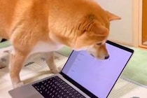 パソコンのカーソルを『虫』と勘違いする犬→破壊しそうなほど『真剣に捕まえようとする光景』に反響「壊れちゃうｗ」「取れないって言ってるｗ」