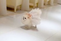 結婚式で『リングドッグ』をした犬→『まっすぐ来てくれる』と思いきや、参列者に…尊すぎる『ご挨拶』が38万再生「可愛い」「ファンサ最高」