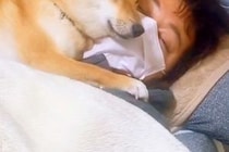 体調を崩した夫→心配した犬が『看病をしてくれた』と思ったら…とんでもなく愛おしい『まさかの光景』が152万再生「無償の愛…」「優しい子」