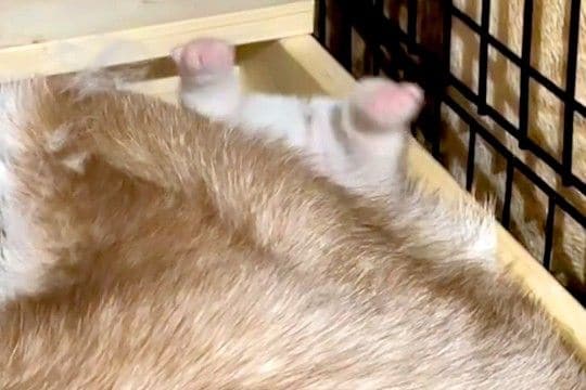 母犬に挟まれ『おしりを丸だし』にしていた赤ちゃん犬→たったの3ヶ月後…同じ犬とは思えない『成長』が379万再生「たまらん」「どちらも最高」