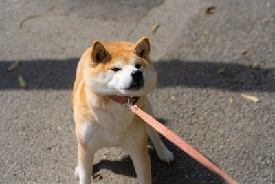拒否柴