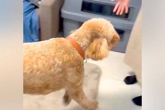7ヶ月ぶりに再会したおばあちゃんを『誰?』と警戒する大型犬→『噛んでしまう』と思いきや…気付いた瞬間の反応が62万再生「どちらも嬉しそう」