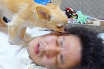 休日の朝、まだ眠いので『四度寝』した結果→犬が『起きてよ！』とブチギレて…微笑ましい『攻防戦』が106万再生「可愛い」「笑い止まらんｗ」