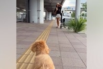 離れて暮らすお姉ちゃんが帰省→空港まで『犬と一緒にお迎えに行った』結果…涙あふれる『再会の瞬間』が37万再生「愛が伝わる」「泣いちゃう」
