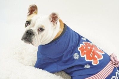 はっぴを着る犬
