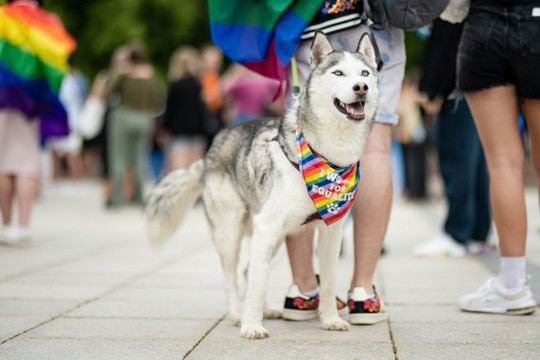 犬を『お祭り』に連れて行くリスク5つ 危険だと言われる理由や考えられる事故まで