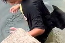 男の子が川で泳いだ結果→見ていた犬が『やめて！』と心配して…まるで『本当の母親』のような光景が11万再生「すごく心配してる」「健気すぎ」