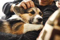 犬に負担がかからない『正しい抱き方』とは？絶対やってはいけない抱っこやNGポイントまで解説