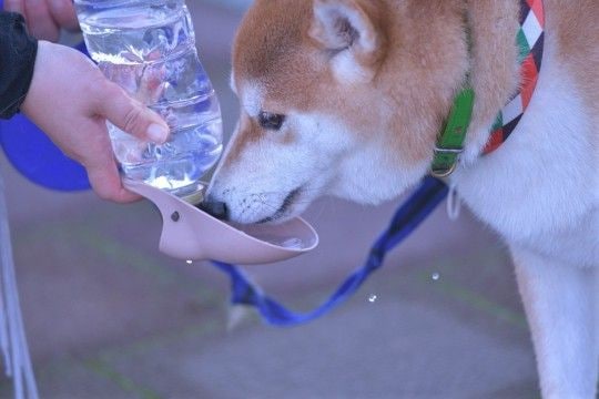 夏に犬と散歩へ行くときに『必要な準備』3つ 快適に歩くためのおすすめグッズまで