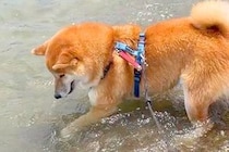 海の波打ち際で『好きな石』を発見した犬→『もう少しで取れる』と思いきや…応援したくなる『まさかの展開』が28万再生「大自然と格闘ｗｗ」