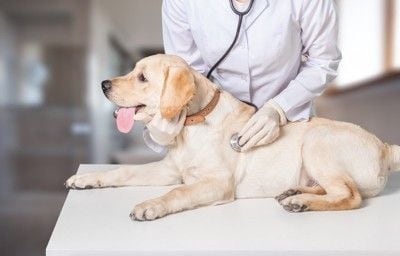 受診する犬