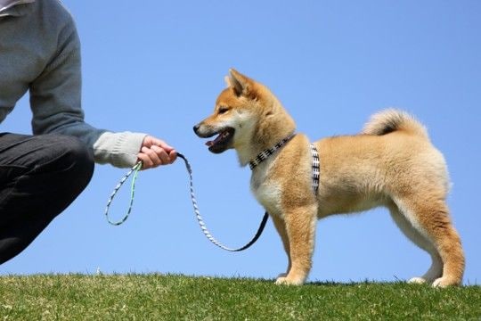犬が『突然動かなくなる』理由5つ 病気の可能性や病院へ受診する目安とは?