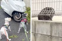 野良猫を発見した2匹の犬→みんな驚きを隠せない様子で…思わず笑う『シュールな光景』に爆笑「シンクロ率100パーセント」「静止画かとｗ」