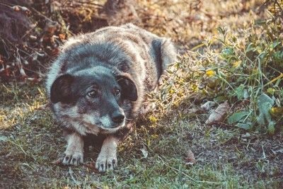怯える犬
