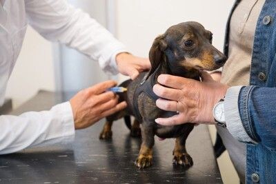 治療を受ける犬
