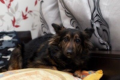 隅で動かない犬