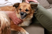 犬が『強がっている』ときにみせる態度5選　本当は怖がっている？不安や痛みを我慢しているサインとは