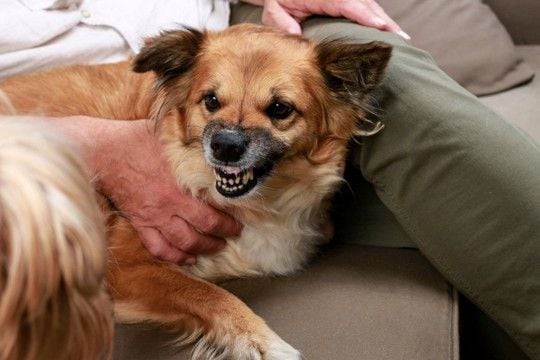 犬が『強がっている』ときにみせる態度5選 本当は怖がっている?不安や痛みを我慢しているサインとは