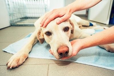 ぐったりしている犬