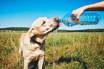 『熱中症』の犬にやってはいけない絶対NG行為3選　症状を悪化させる危険行動まで