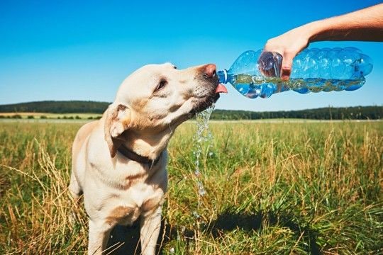 『熱中症』の犬にやってはいけない絶対NG行為3選 症状を悪化させる危険行動まで