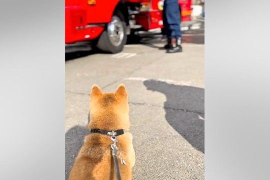『消防署』が大好きで、いつも離れて訓練を見ていた犬→気づいてくれた『憧れの消防士さん』が…尊すぎる『やり取り』に反響「帰りたくないよね」
