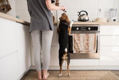 キッチンに立つ女性と犬
