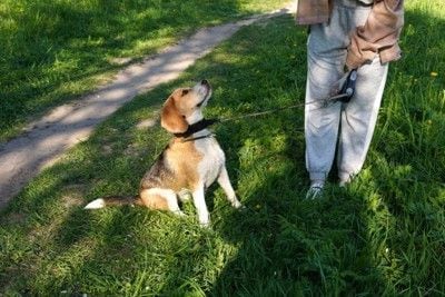 座り込む犬
