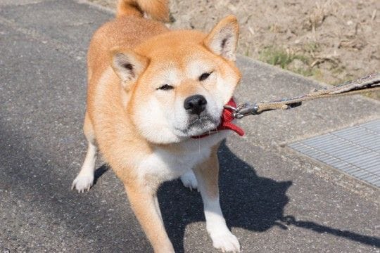 犬が『散歩を嫌いになる』要因3つ 外出に苦手意識を持つようになる飼い主のNG行為とは?