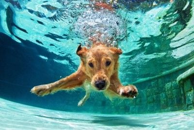 泳ぐ犬