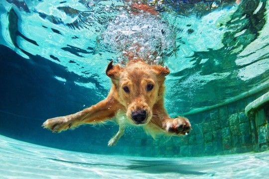 犬と夏を満喫するときにやってはいけない『NG行為』5つ 必ずすべき対策とは?