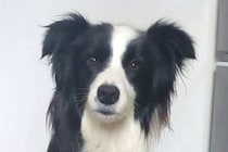『ワオーン』と犬語を喋ってみたら、聞いていたワンコが…あまりにも尊い『お返事』が30万再生「ヒュッて耳が下がるの可愛い」「通じてる」