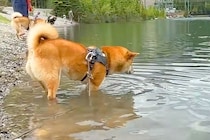 川で遊ぶ『泳いだことがない犬』→突然足場を失ってしまい『大ピンチ』かと思いきや…予想外の光景に反響「必死な顔が可愛いｗ」「頑張ったね」