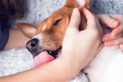 舐めてくる犬を撫でる手