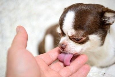 手を舐める犬