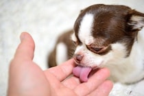 犬が飼い主の『手や顔を舐める』心理5選　愛犬が舐めてきたら、どんな反応をしたらいいの？