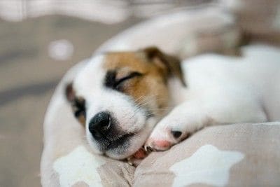 寝ている子犬