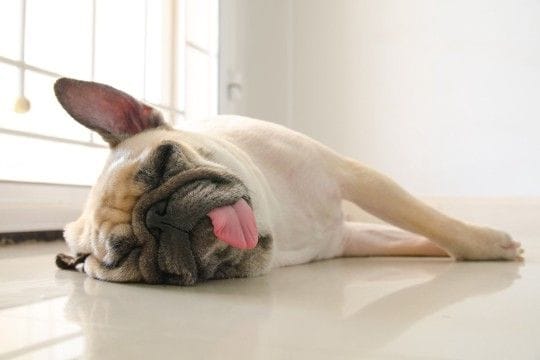 寝ている犬の『不思議な行動』4つ 放っておいて大丈夫?注意が必要な状態まで解説