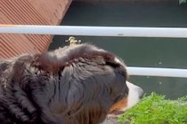 岡山県で大型犬を散歩中、ふと『川』を見てみると…『リアル桃太郎ｗｗ』衝撃的すぎる光景に絶賛「思ったより早くて草」「おばあさん凄いｗｗ」