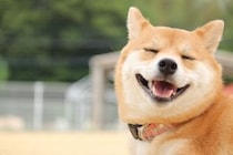 飼い主から愛されている犬の特徴５選