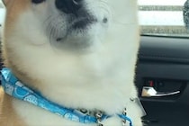 車の助手席に座る犬に『病院行くよ』と伝えた結果→わかりやす過ぎる『表情の変化』が41万再生「ぎゅってしたい」「テンションただ下がりｗ」