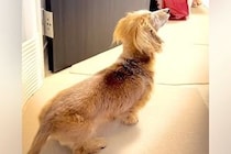 17歳のおばあちゃん犬が『部屋に飼い主がいる』と勘違い→ふとカメラで撮影したら…尊すぎる『気付いた瞬間』に反響「愛おしい」「文句がｗ」