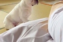 布団でスマホをいじっていたら、犬が『寝ているかも』と勘違いして…控えめすぎる『構ってアピール』が19万再生「なんて健気」「抱きしめたい」