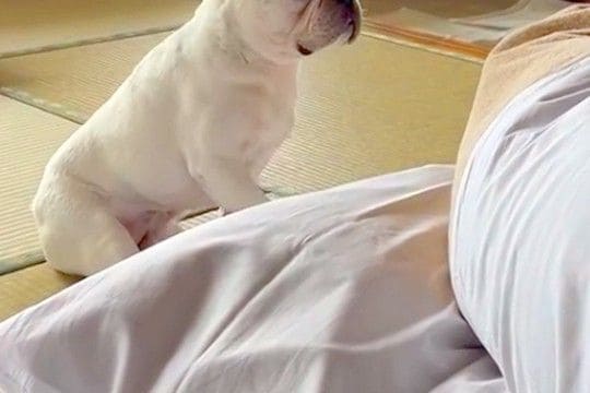 布団でスマホをいじっていたら、犬が『寝ているかも』と勘違いして…控えめすぎる『構ってアピール』が19万再生「なんて健気」「抱きしめたい」