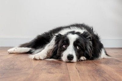 床に寝そべる犬