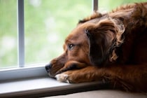 犬の『プライド』が傷つく絶対NG行為5選　飼い主の何気ない行動が愛犬を悲しませてしまうことも…