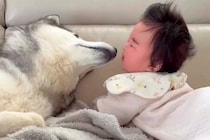 赤ちゃんがぐずりだしてしまった結果→すぐ隣にいたハスキー犬が…泣き止ませるために見せた『神対応』が248万再生「素敵」「愛情たっぷり」