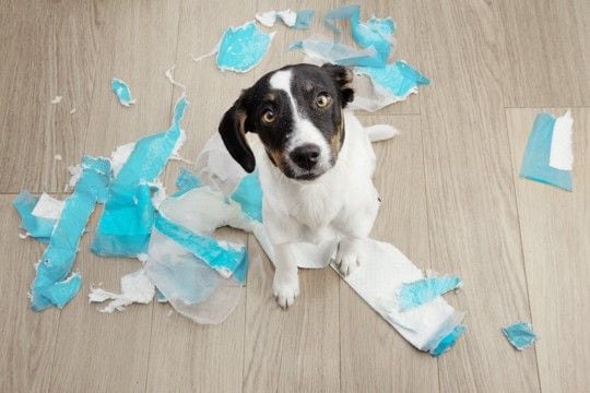 犬にも『反抗期』はあるの?始まるタイミングは?飼い主がすべき適切な対応までご紹介