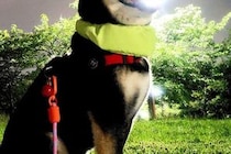 『いけ！しばいぬ！はかいこうせんだ！』夜、ふと犬の写真を撮ったら→まさかの『奇跡の一枚』に4万いいね「神々しい」「次のターン動けないｗ」