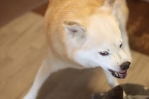 犬が嫌がる『飼い主の行動』3選　愛犬が嫌悪感を抱いているときにみせるサインとは？